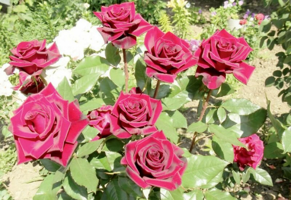 Полезные советы по посадке роз весной